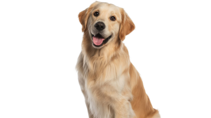 A cheerful Golden Retriever dog happily looking at the camera with its tongue out, isolated on a simple transparent background. background removed