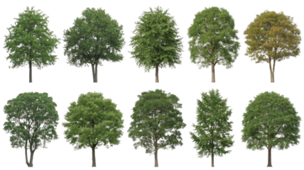 A collection of ten diverse trees, predominantly green with one autumn-colored, isolated against a dark background for design and landscaping. background removed
