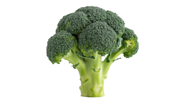A vibrant, fresh whole broccoli head stands upright, showcasing its dense green florets and sturdy light green stem against a solid background. background removed