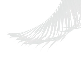 Realistic Transparent Tropical PNG Vector Leaf Shadow Overlay for mockup, Texture, and Modern Mockup Presentations