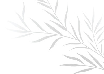 Fototapeta premium High-Resolution Transparent PNG Leaf Shadow Vector Effect Olive for Elegant Mockups and Photorealistic Design Enhancements