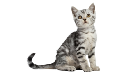 A small, adorable silver tabby kitten with striking golden eyes sits gracefully, looking up with curiosity against a plain background. background removed