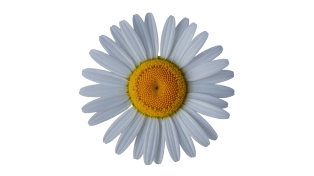 A vibrant single daisy flower with crisp white petals and a bright yellow center, beautifully isolated against a solid transparent background. background removed