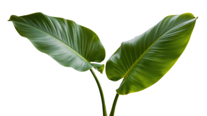 Two lush, vibrant green tropical leaves with visible veins against a solid dark transparent background, showcasing natural freshness and organic beauty. background removed