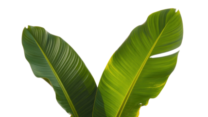 Two vibrant green tropical leaves, possibly banana or Bird of Paradise, display prominent venation and varying shades against a solid background. Nature's lush beauty showcased. background removed