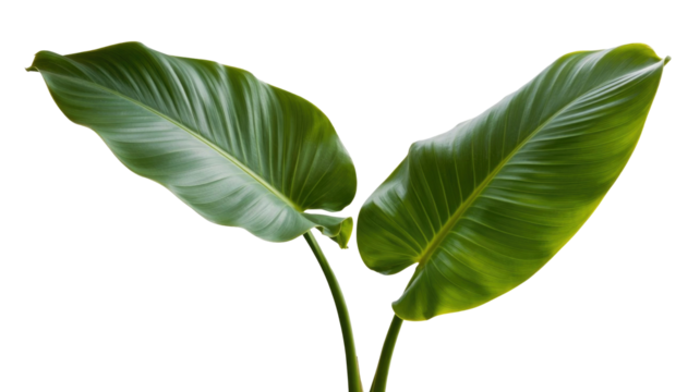 Two lush, vibrant green tropical leaves with visible veins against a solid dark transparent background, showcasing natural freshness and organic beauty. background removed