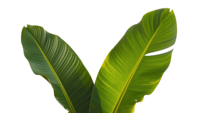 Two vibrant green tropical leaves, possibly banana or Bird of Paradise, display prominent venation and varying shades against a solid background. Nature's lush beauty showcased. background removed