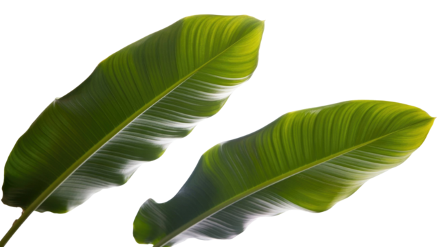 Two vibrant green tropical leaves, possibly from a banana plant, featuring prominent parallel veins and natural textures, isolated on a solid background. background removed
