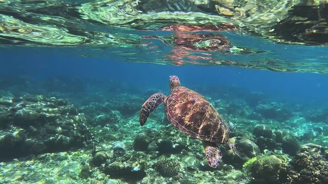 A turtle gliding over green sea turtle breaking the water surface to breathe over vibrant coral reef, mirrored by the bright water surface reflection. Apo Island, Philippines