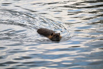 Animal sauvage nageant dans une rivière