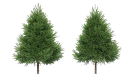 Two isolated green evergreen trees with dense foliage and conical shapes, ready for design projects. Perfect for winter or forest scenes. background removed