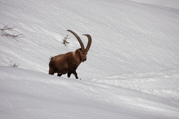 Bouquetin marchant dans la neige