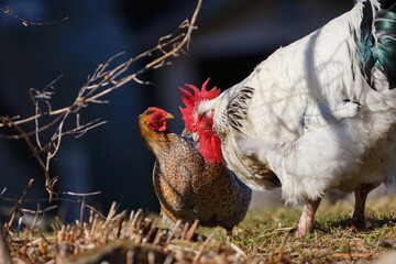 Poule et coq