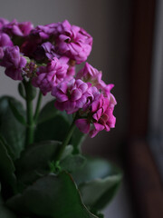 Close-up of vibrant pink kalanchoe flowers in soft natural light. The delicate petals of the kalanchoe bloom in shades of pink, creating a beautiful display of nature's artistry