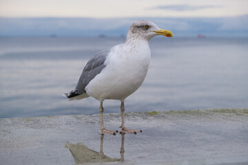European herring gull (Larus argentatus) standing on a wet concrete surface by the sea. A clean coastal wildlife scene ideal for nature, ornithology, marine, and travel-related content.