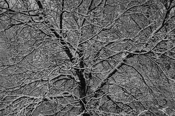 Arbre couvert de neige