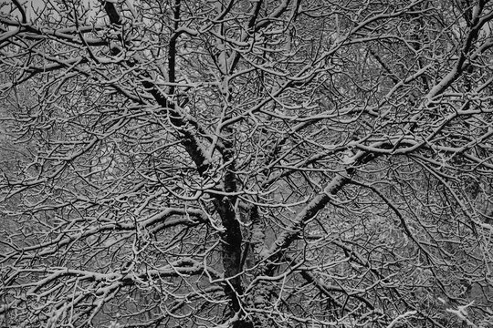 Arbre couvert de neige