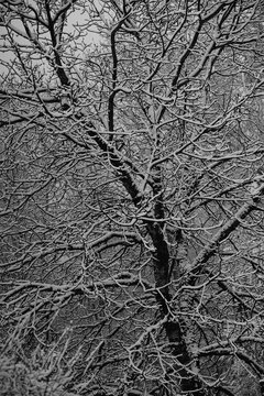Arbre en hiver couvert de neige fra&icirc;che
