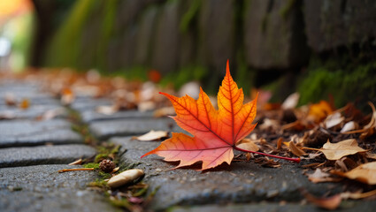 Vibrant autumn maple leaf in rich red and orange hues rests on a mossy stone path, surrounded by fallen leaves. A beautiful symbol of fall's serene beauty and changing seasons.