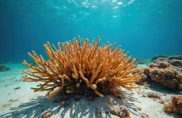 Vibrant staghorn coral dominates seabed in clear tropical water. Branching structure displays rich orange hues amidst sandy ocean floor. Underwater scene healthy marine ecosystem, beauty of Caribbean