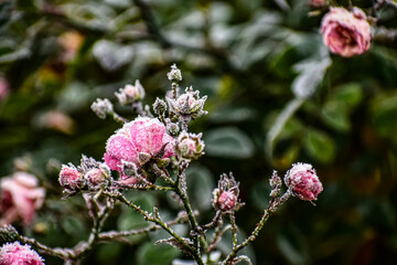Close up of rose branch with delicate frosty coating