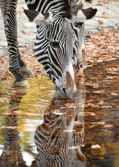 Two zebras drinking at the waterhole