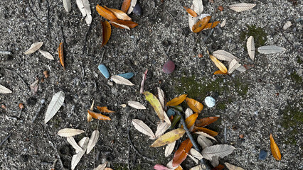 地面に散らばる落ち葉が彩る晩秋の自然風景