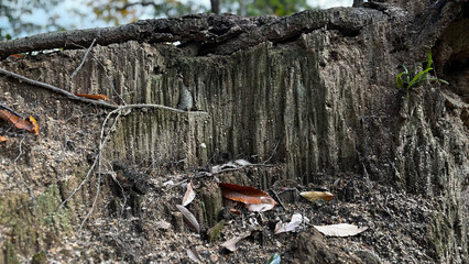 むき出しになった木の根と浸食された土壌断面の自然風景