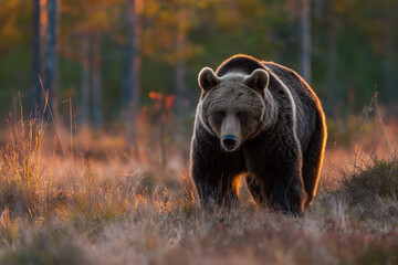 brown bear Ursus arctos walking in autumn grass at sunrise