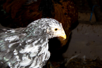 Bramha chicks of 10 weeks old