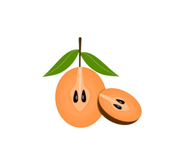 Sawo Fruit Vector Illustration with Sapodilla Cut Section for Tropical Food and Nature Themes