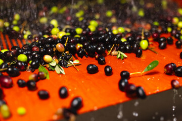 Detail of wet olives flowing on an orange machine. Industrial processing phase for the extraction of olive oil in a modern mill factory.