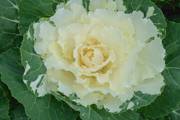 The texture of the central leaves appears slightly wavy and highly ruffled, similar to the first example.