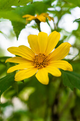 A close-up photo of a vibrant yellow Mexican sunflower taken under the bright summer sunlight