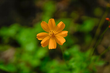 A close-up photo of a vibrant yellow Mexican sunflower taken under the bright summer sunlight