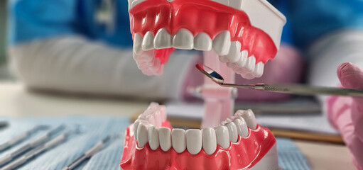 Model of human teeth on display during dental examination with tools