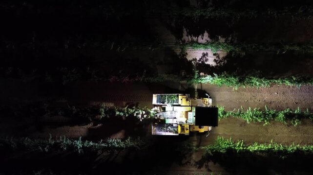 DOS MAQUINAS VENDIMIADORAS COSECHANDO DE NOCHE