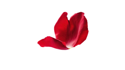 Bright red rose petal gracefully floating against a clean white background.