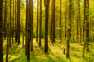 Golden Sunlight Filtering Through a Vibrant Forest