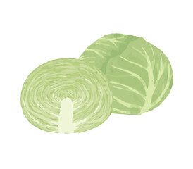 断面がみえるキャベツのイラスト