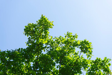 Bright green leaves thrive on summer branches under a clear blue sky