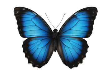 Fototapeta premium Blue morpho butterfly spreading wings, isolated on transparent background, colorful insect, natural beauty