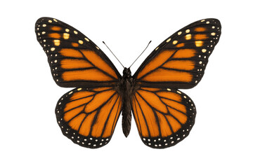 Fototapeta premium Monarch butterfly with spread wings, isolated on transparent background, symbolizing freedom and transformation