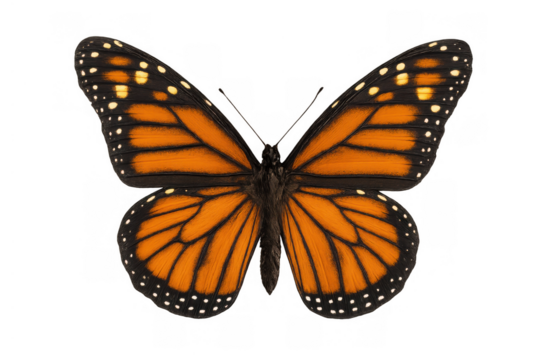 Monarch butterfly with spread wings, isolated on transparent background, symbolizing freedom and transformation