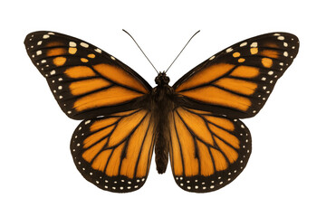 Fototapeta premium Monarch butterfly in flight with open orange and black wings, showcasing intricate patterns on a transparent background