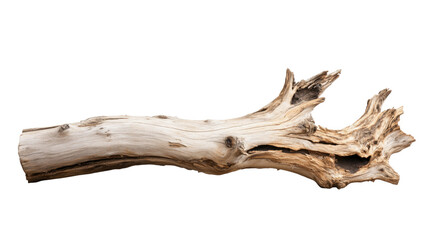 Fototapeta premium Dry tree branch isolated on transparent background