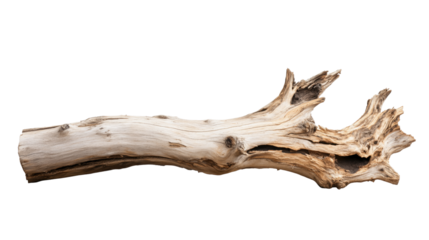Dry tree branch isolated on transparent background
