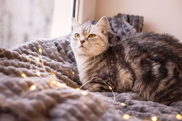 A gray, beautiful British shorthair cat on a blanket in a home environment with bokeh