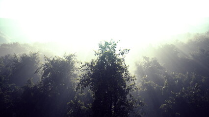 Morning light filters gently through a dense forest, illuminating the rich foliage and creating an ethereal atmosphere. The mist lingers, adding a touch of mystery to the tranquil scene.