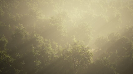 Golden rays of sunlight pierce through a dense mist, illuminating lush greenery in the serene forest. Nature awakens, creating a peaceful atmosphere for morning exploration.